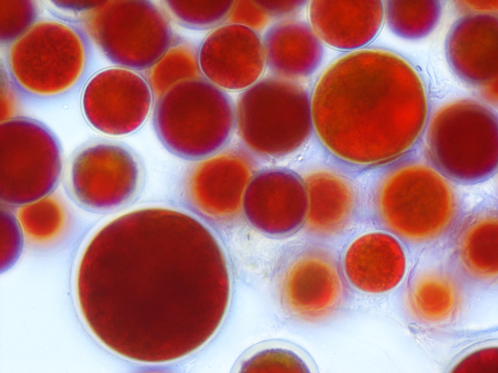Astaxanthin Supplement for Adults | Daily Wellness by Astadaily